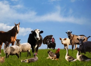 Az állattartás meghatározó szerepe